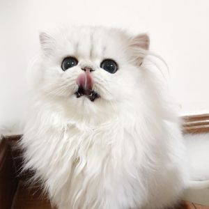 老外毛片免费视频播放
