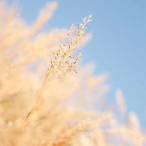 老外毛片免费视频播放
